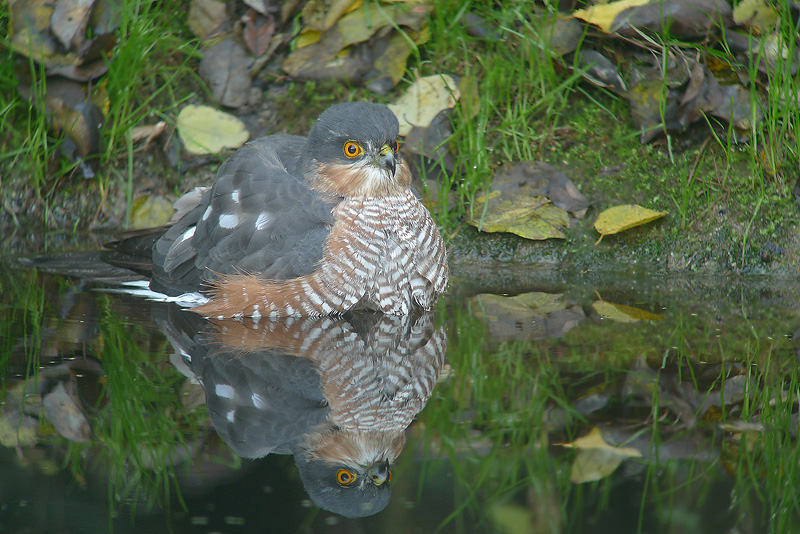 Ancora Sparviere al bagno in Digiscoping